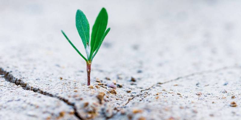 Mein alternativer Text